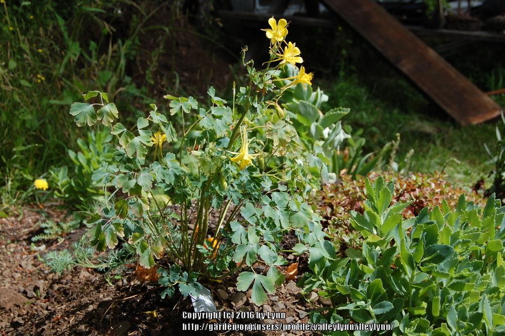 Photo of Columbine (Aquilegia chrysantha var. chaplinei) uploaded by valleylynn