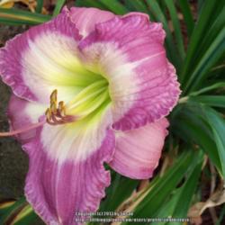 Location: My garden in Southeast Virginia, Zone 8
Date: 2013-06-19
Bloom