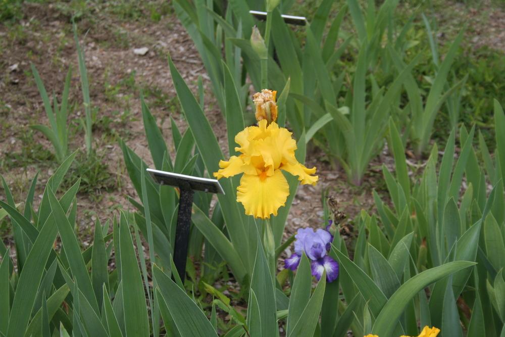 Photo of Tall Bearded Iris (Iris 'Pure as Gold') uploaded by KentPfeiffer
