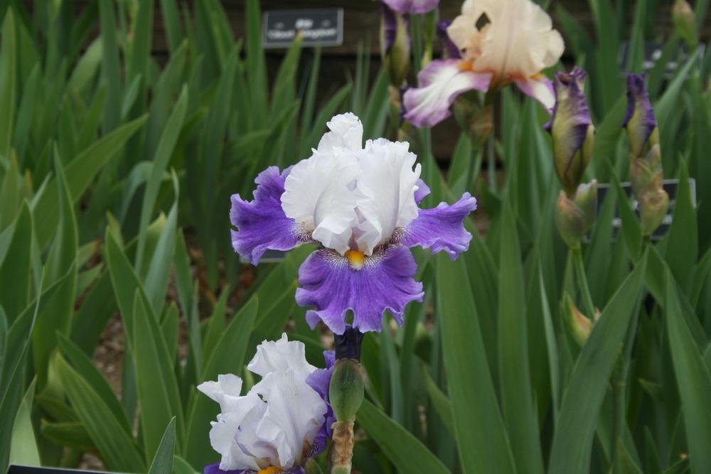 Photo of Tall Bearded Iris (Iris 'Maid So Pretty') uploaded by KentPfeiffer