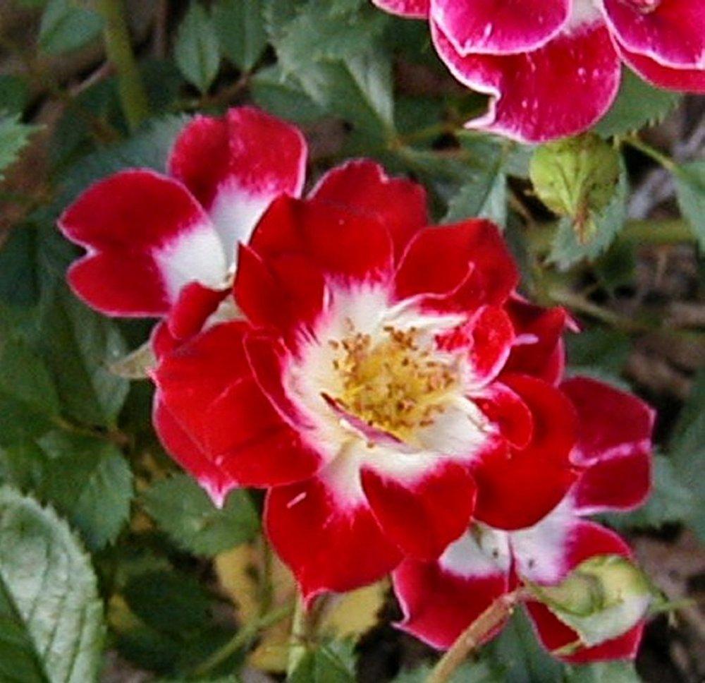 Photo of Rose (Rosa 'Little Artist') uploaded by RoseBlush1