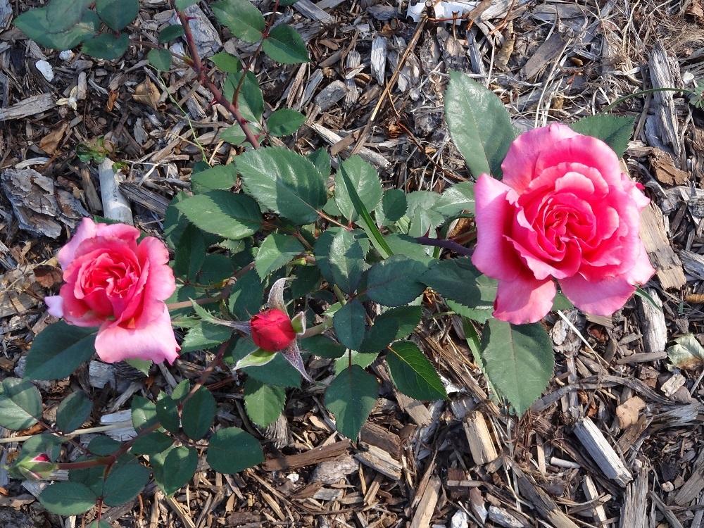 Photo of Rose (Rosa 'Honeysweet') uploaded by Skiekitty