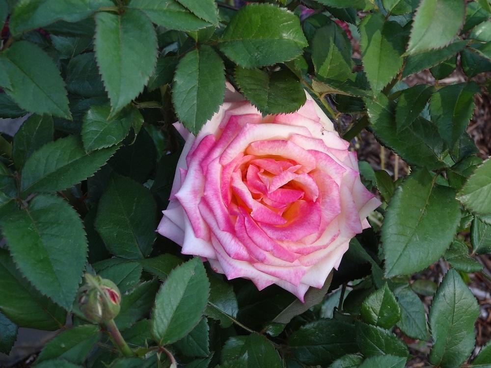 Photo of Floribunda Rose (Rosa 'Sheila's Perfume') uploaded by Skiekitty