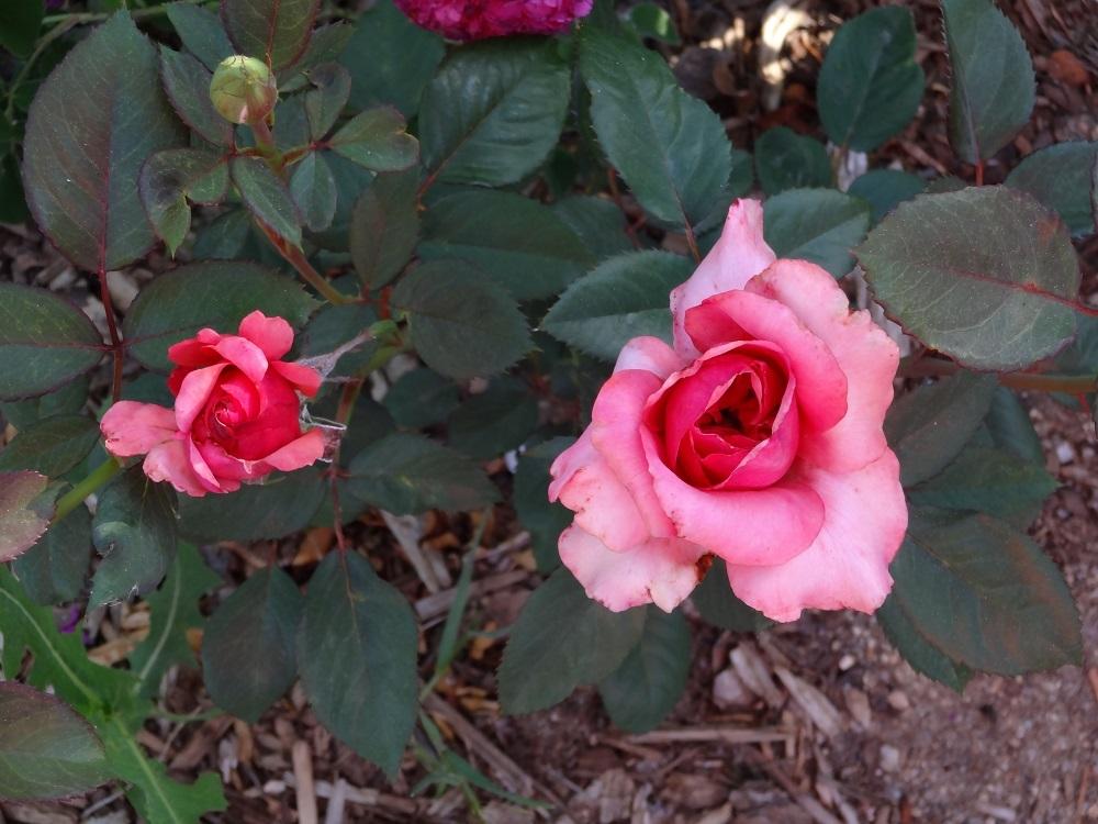 Photo of Rose (Rosa 'Honeysweet') uploaded by Skiekitty