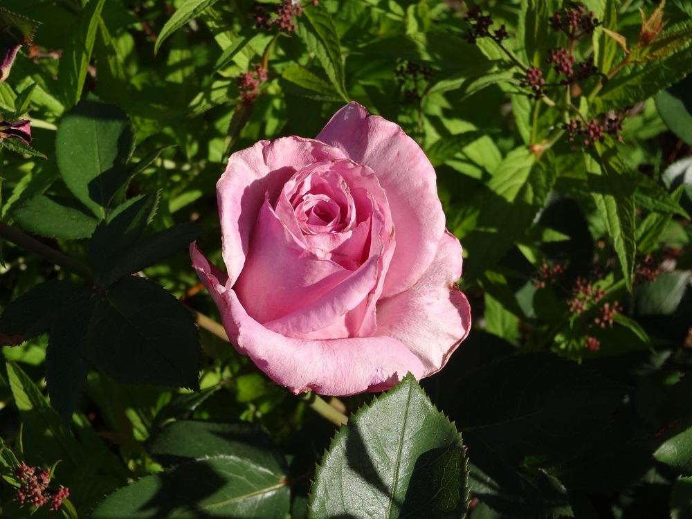 Photo of Rose (Rosa 'Macho Man') uploaded by Skiekitty