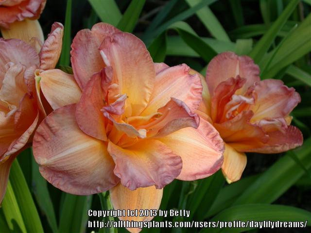Photo of Daylily (Hemerocallis 'Frances Joiner') uploaded by daylilydreams
