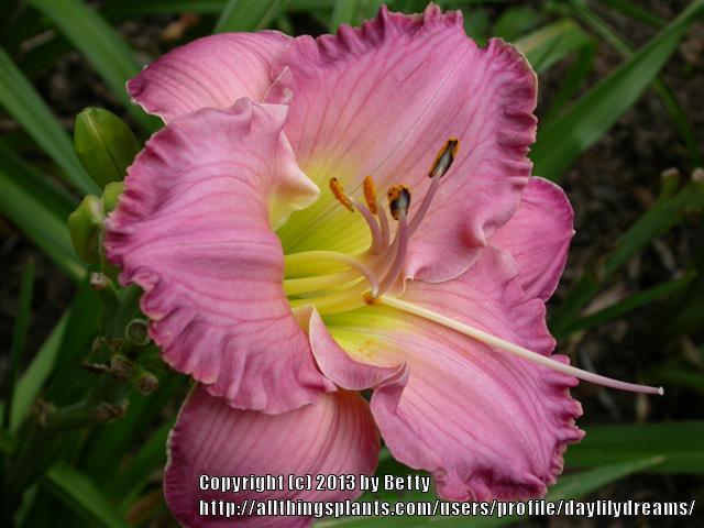 Photo of Daylily (Hemerocallis 'Absolute Treasure') uploaded by daylilydreams