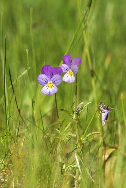 Photo of Johnny Jump-Up (Viola tricolor) uploaded by robertduval14