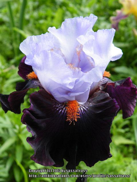 Photo of Tall Bearded Iris (Iris 'Full Figured') uploaded by sassafrass