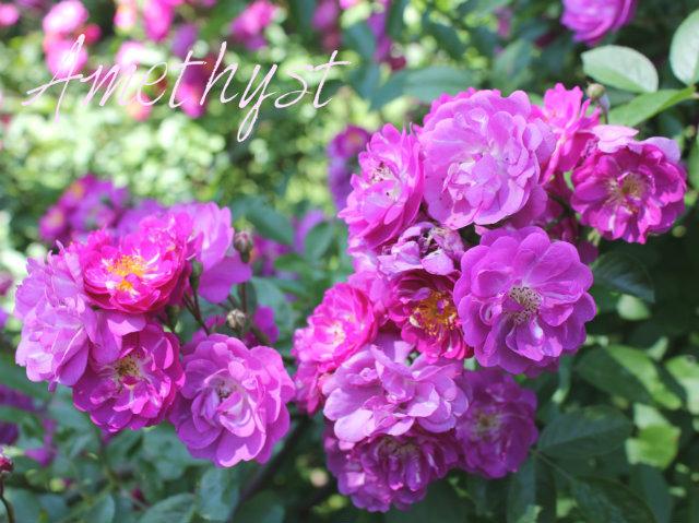 Photo of Rose (Rosa 'Amethyste') uploaded by Cottage_Rose
