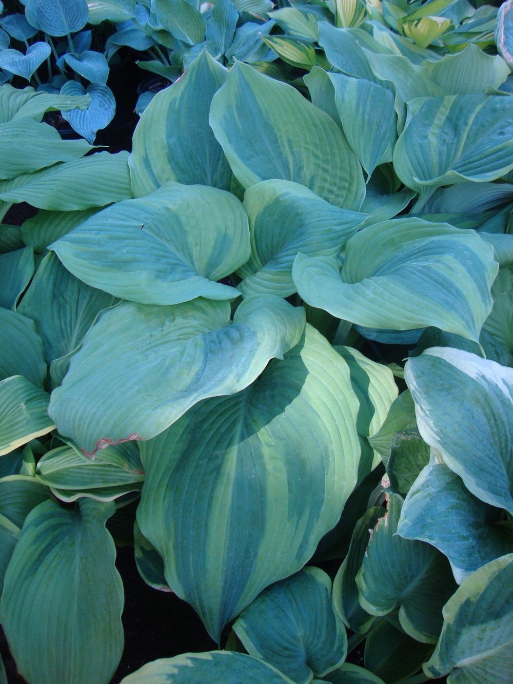 Photo of Hosta 'Jewel of the Nile' uploaded by Paul2032