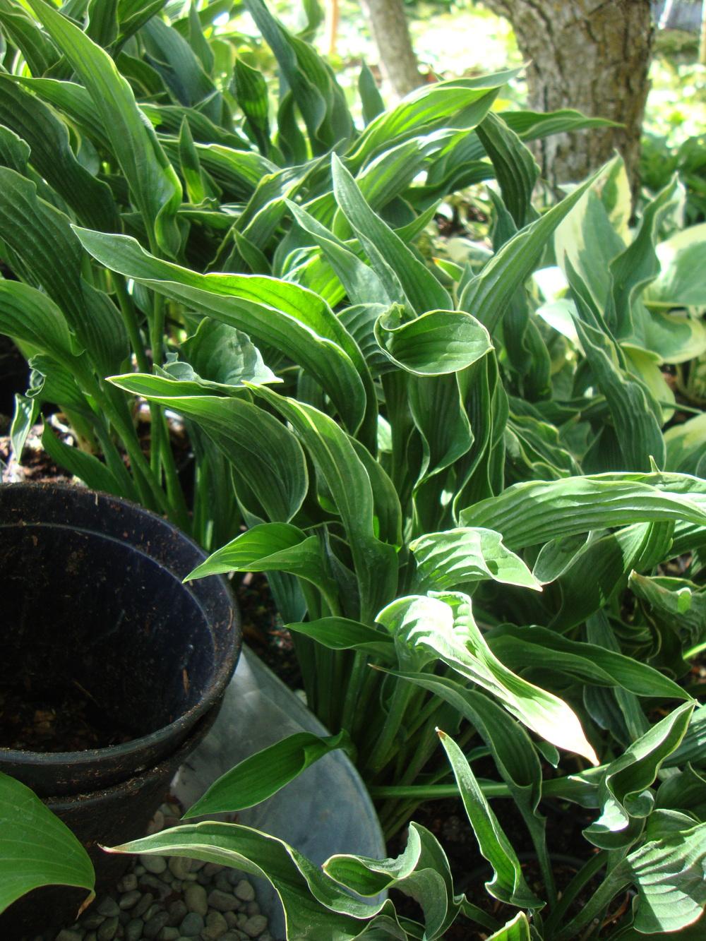 Photo of Hosta 'Praying Hands' uploaded by Paul2032