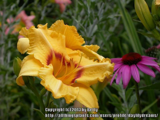 Photo of Daylily (Hemerocallis 'Dainty Eyes') uploaded by daylilydreams