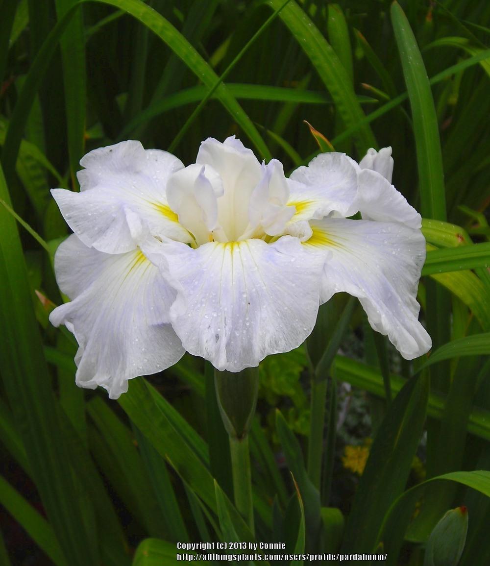 Photo of Japanese Iris (Iris ensata 'Maine Charm') uploaded by pardalinum