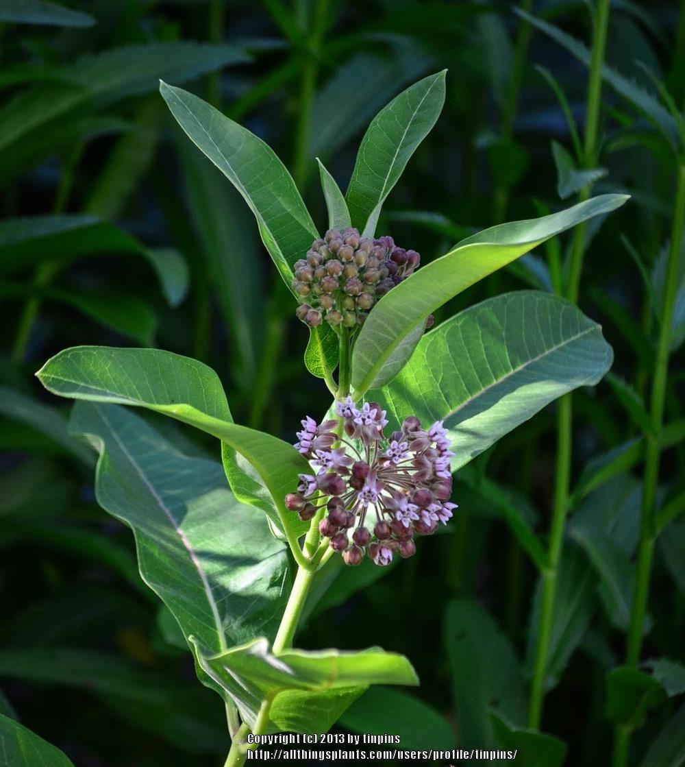 Photo of Common Milkweed (Asclepias syriaca) uploaded by tinpins