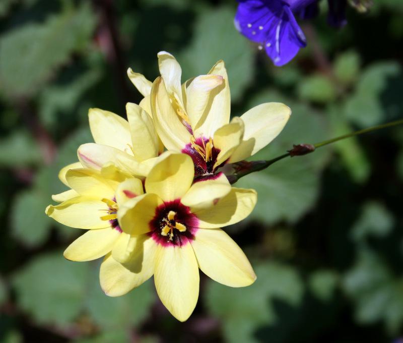 Photo of Wand Flower (Ixia 'Buttercup') uploaded by Calif_Sue