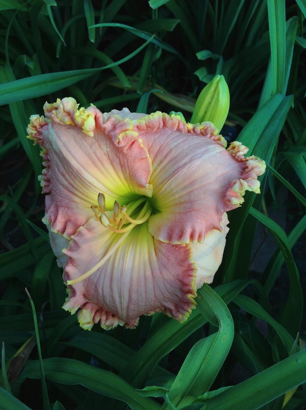 Photo of Daylily (Hemerocallis 'Once Upon a Dream') uploaded by Lilydaydreamer