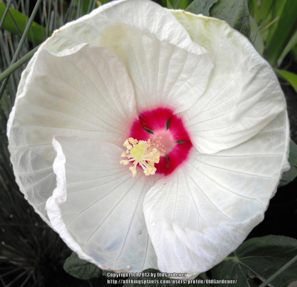 Photo of Hybrid Hardy Hibiscus (Hibiscus Luna™ White) uploaded by OldGardener