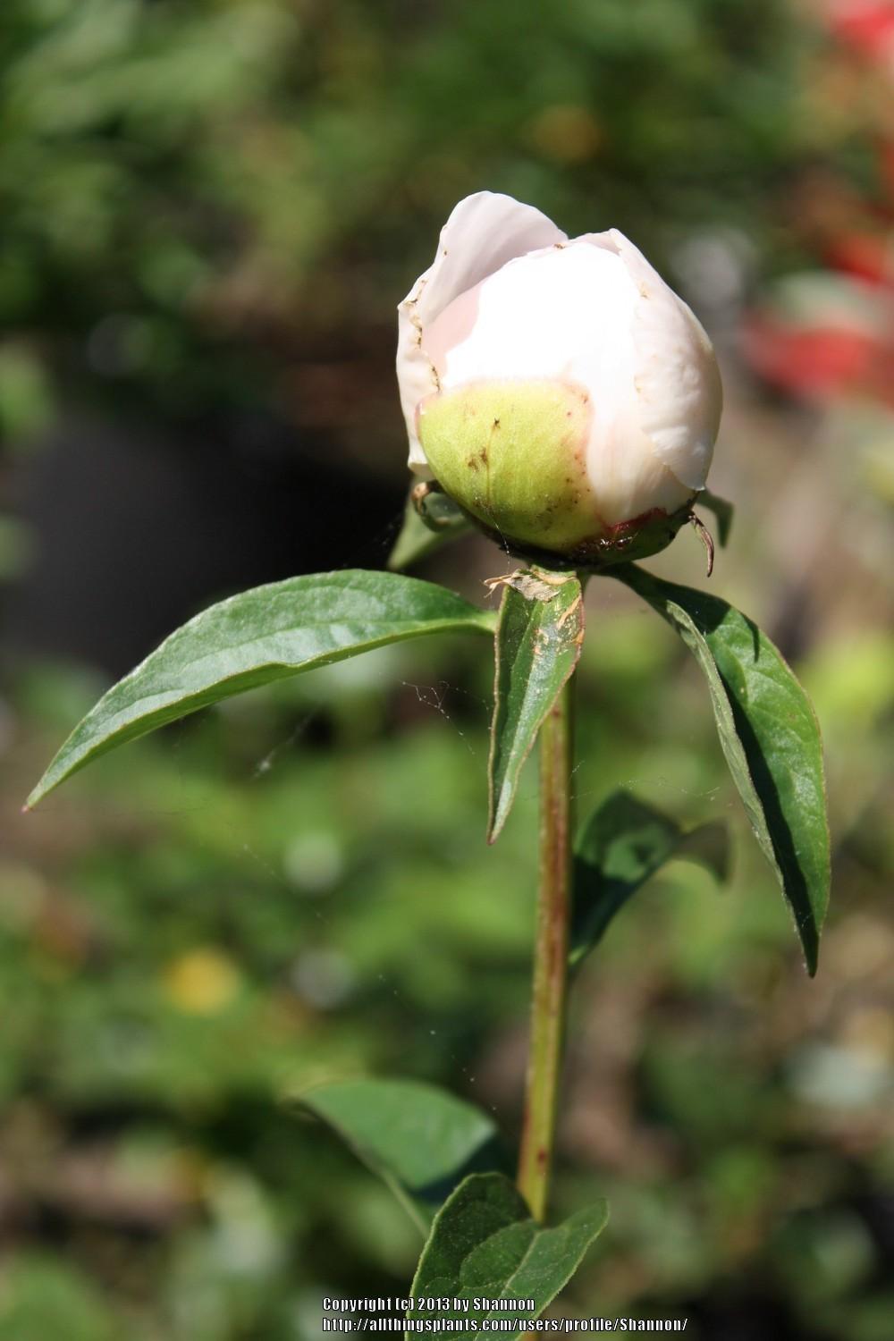 Photo of Peony (Paeonia lactiflora 'Krinkled White') uploaded by Shannon