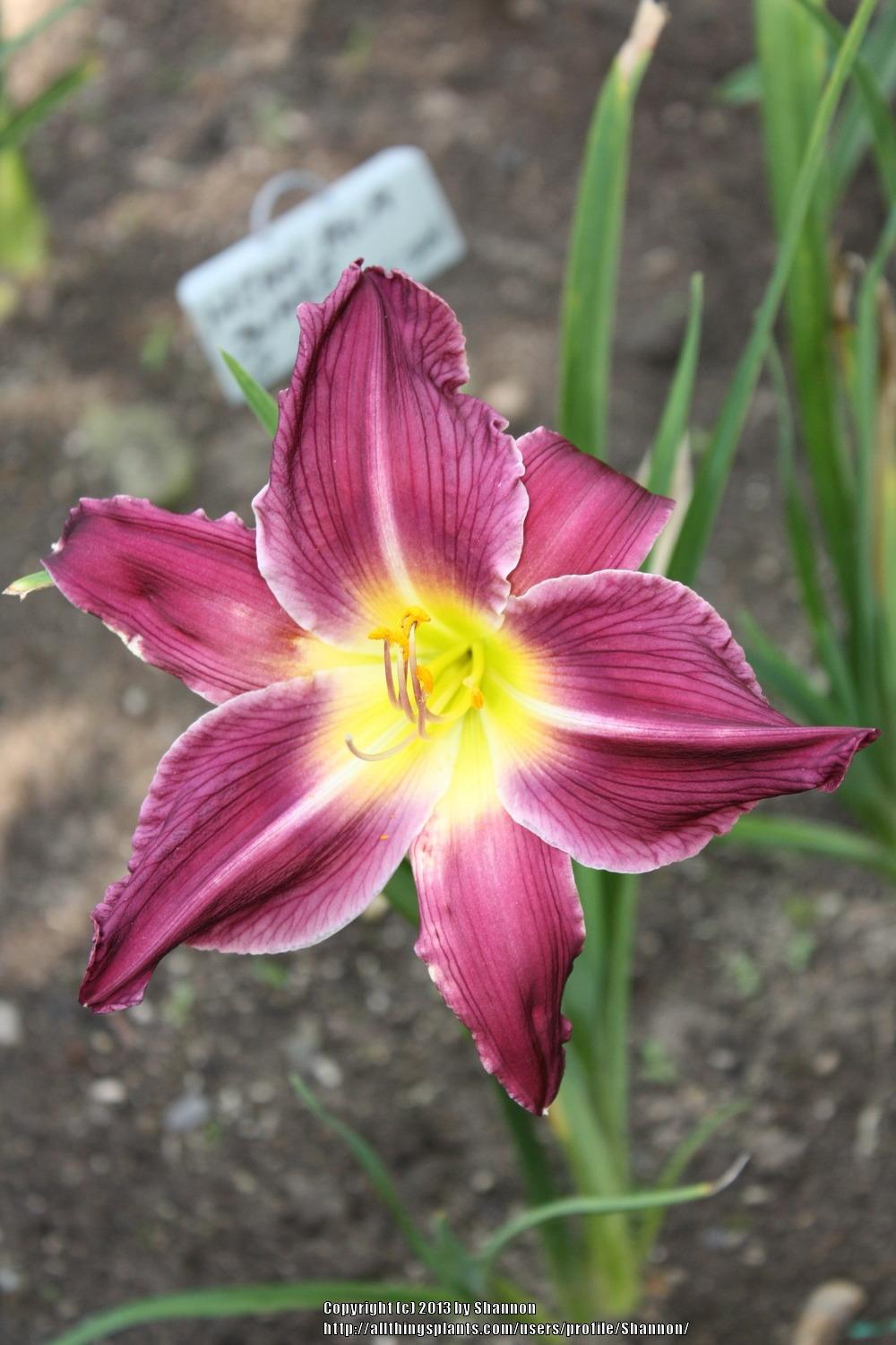 Photo of Daylily (Hemerocallis 'Mean as a Snake') uploaded by Shannon