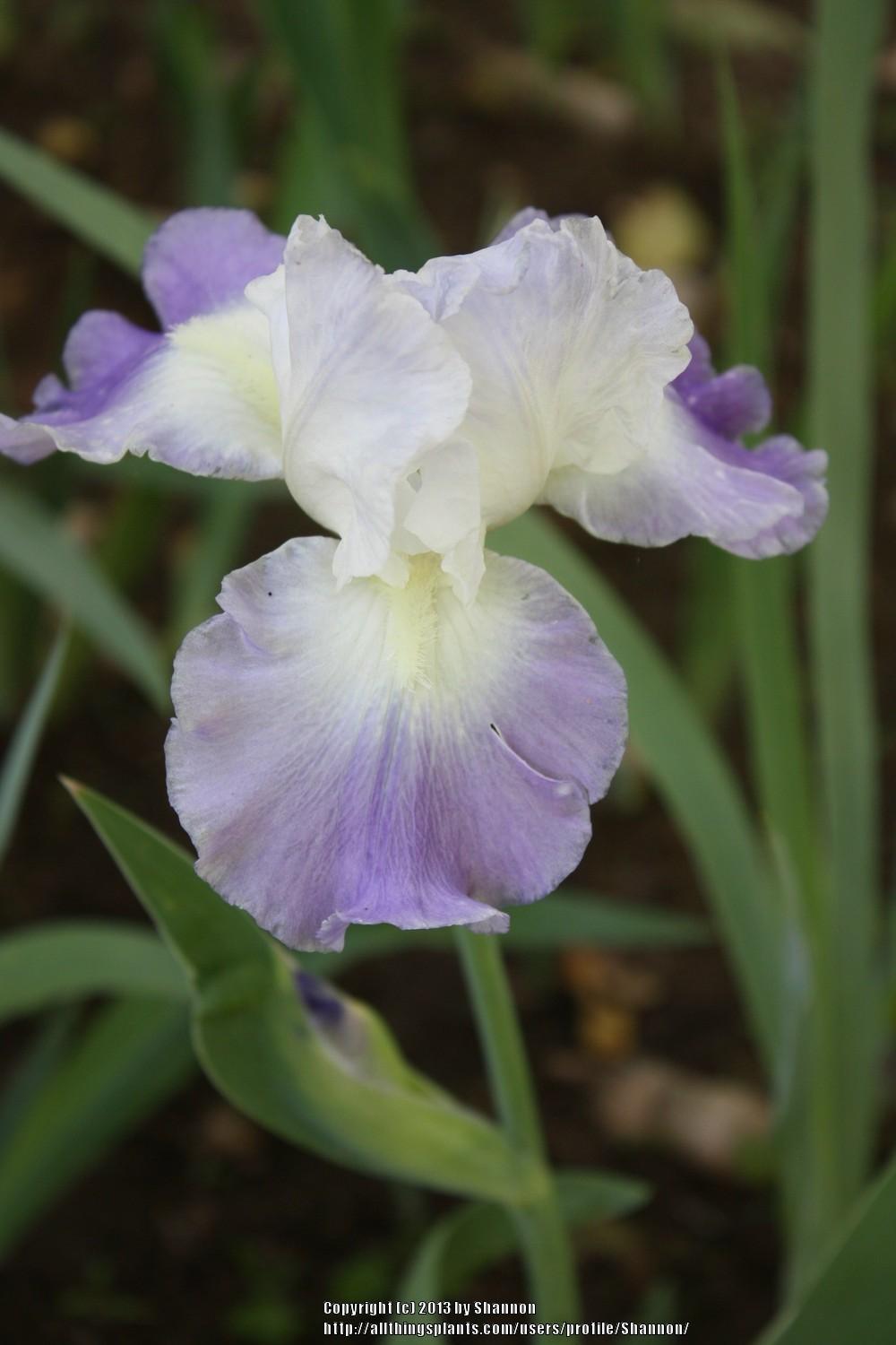 Photo of Tall Bearded Iris (Iris 'Clarence') uploaded by Shannon