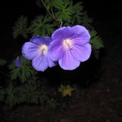 Location: Mason, New Hampshire
Date: June 21, 2013
A NOID geranium that was gifted to me.