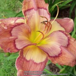 Location: My garden in Southeast Virginia, Zone 8
Date: 2013-06-21
BLOOM