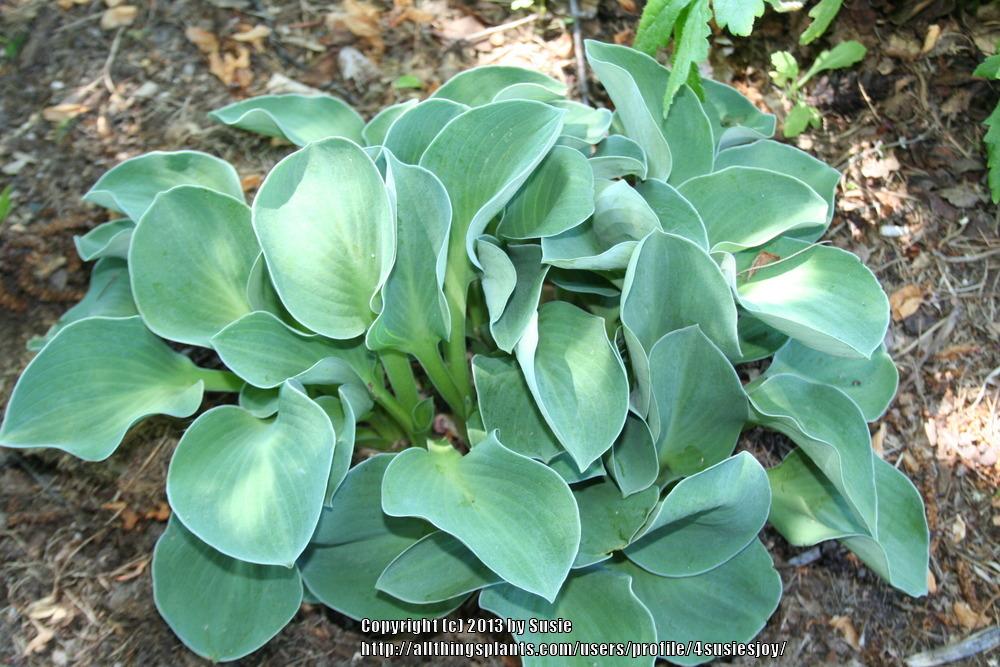 Photo of Hosta 'Blue Mouse Ears' uploaded by 4susiesjoy