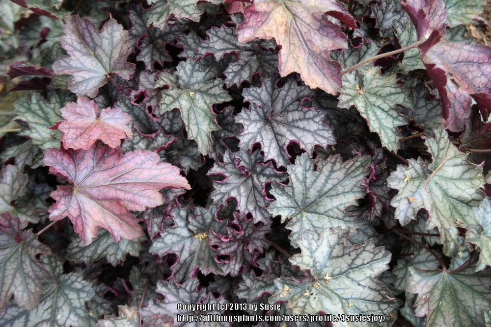 Photo of Coral Bells (Heuchera Dolce® Blackcurrant) uploaded by 4susiesjoy
