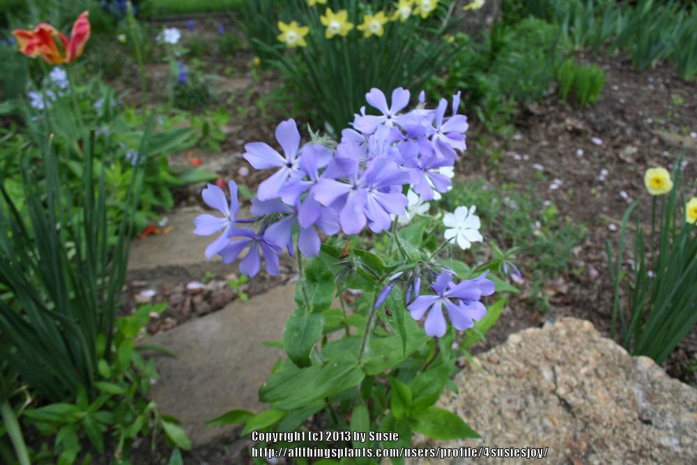 Photo of Wild Blue Phlox (Phlox divaricata subsp. divaricata) uploaded by 4susiesjoy