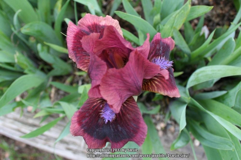 Photo of Standard Dwarf Bearded Iris (Iris 'Cat's Eye') uploaded by 4susiesjoy