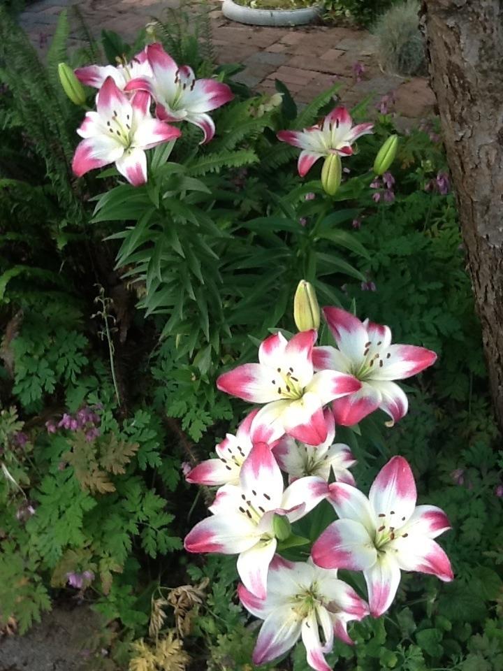 Photo of Lily (Lilium 'Lollypop') uploaded by Jewell