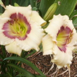 Location: Roby, TX 
Date: June 15, 2013
Daylily Siloam Fairy Tale
