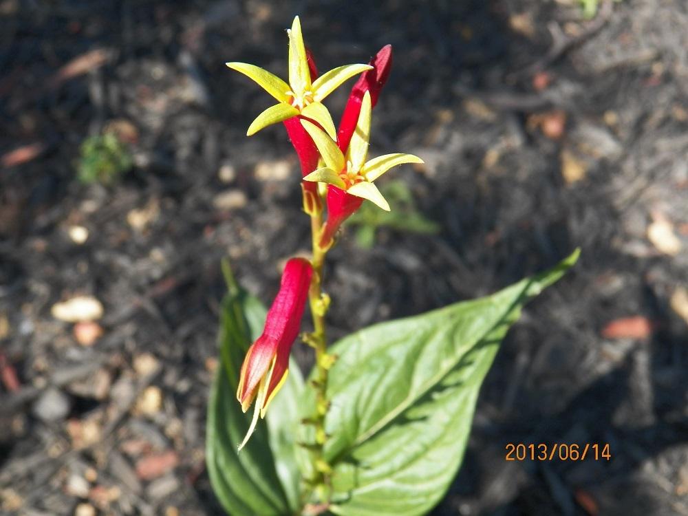 Photo of Indian Pink (Spigelia marilandica) uploaded by akerr725