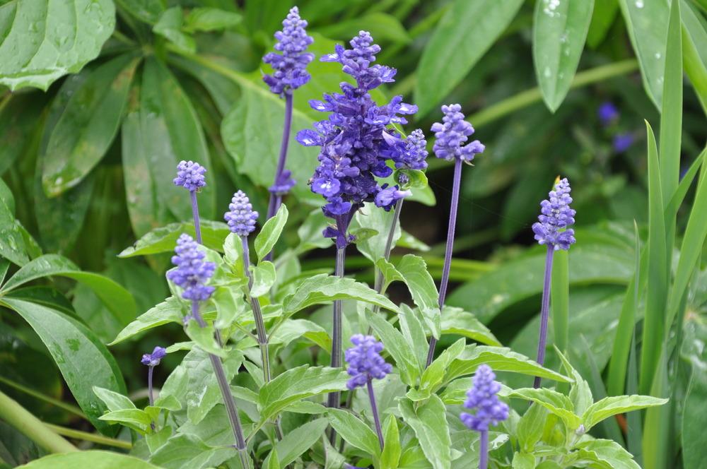 Photo of Mealycup Sage (Salvia farinacea 'Victoria Blue') uploaded by kosk0025