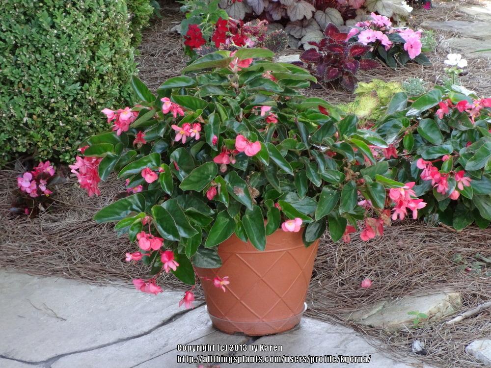 Photo of Dragon Wing Begonia (Begonia Dragon Wing® Pink) uploaded by kqcrna
