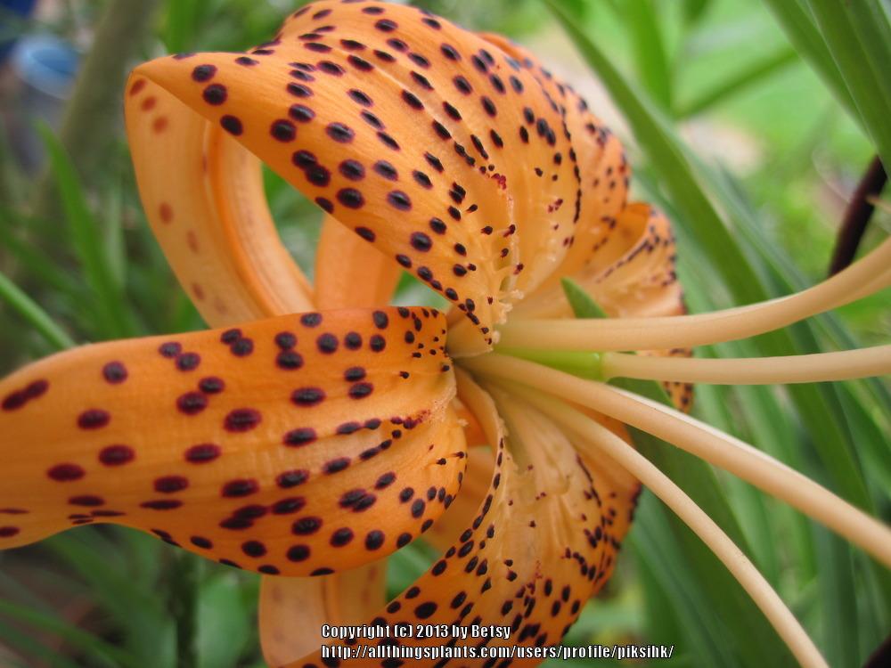 Photo of Tiger Lily (Lilium lancifolium) uploaded by piksihk