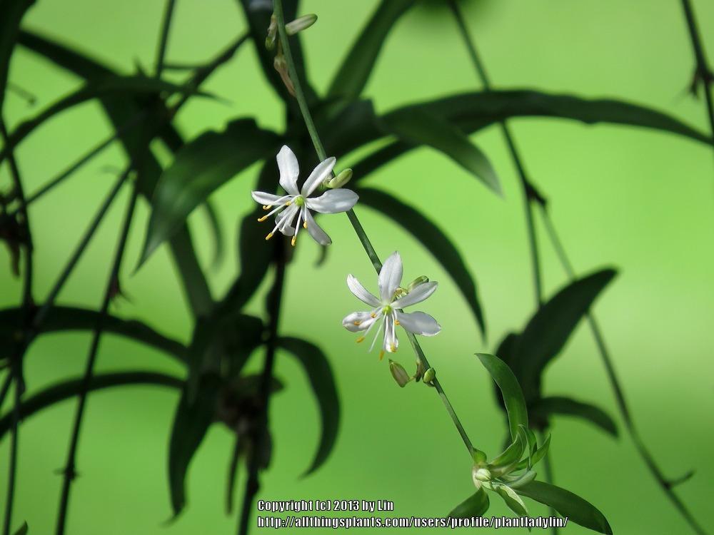 Photo of Spider Plant (Chlorophytum comosum) uploaded by plantladylin