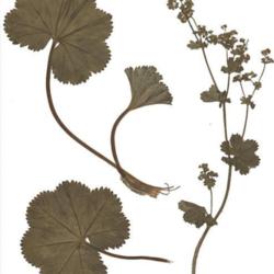 Location: Herbarium specimen
credit: Fornax