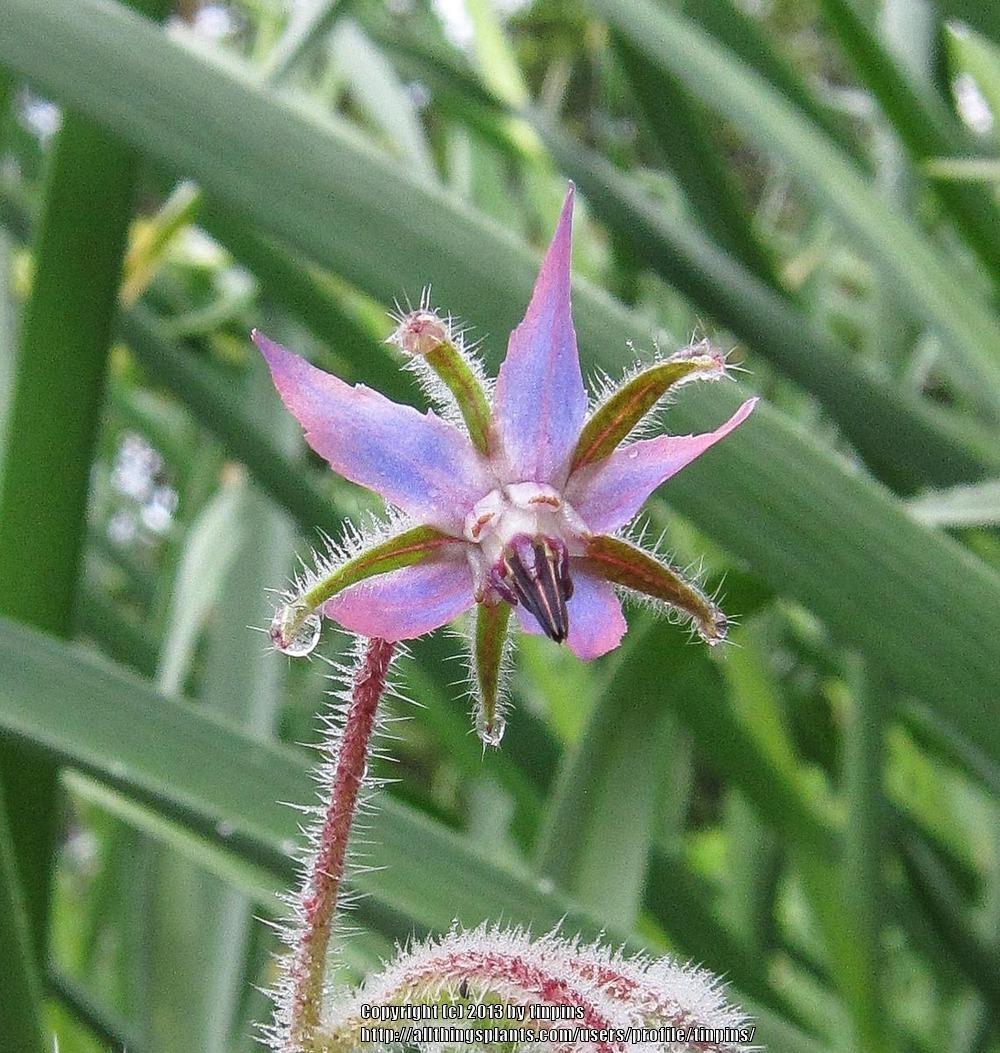 Photo of Borage (Borago officinalis) uploaded by tinpins