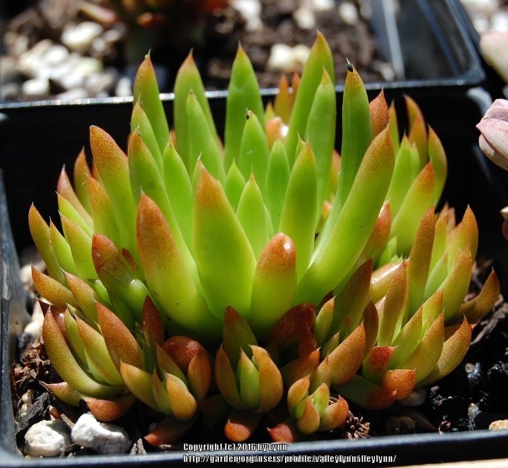 Photo of Rock Pine (Orostachys japonica) uploaded by valleylynn