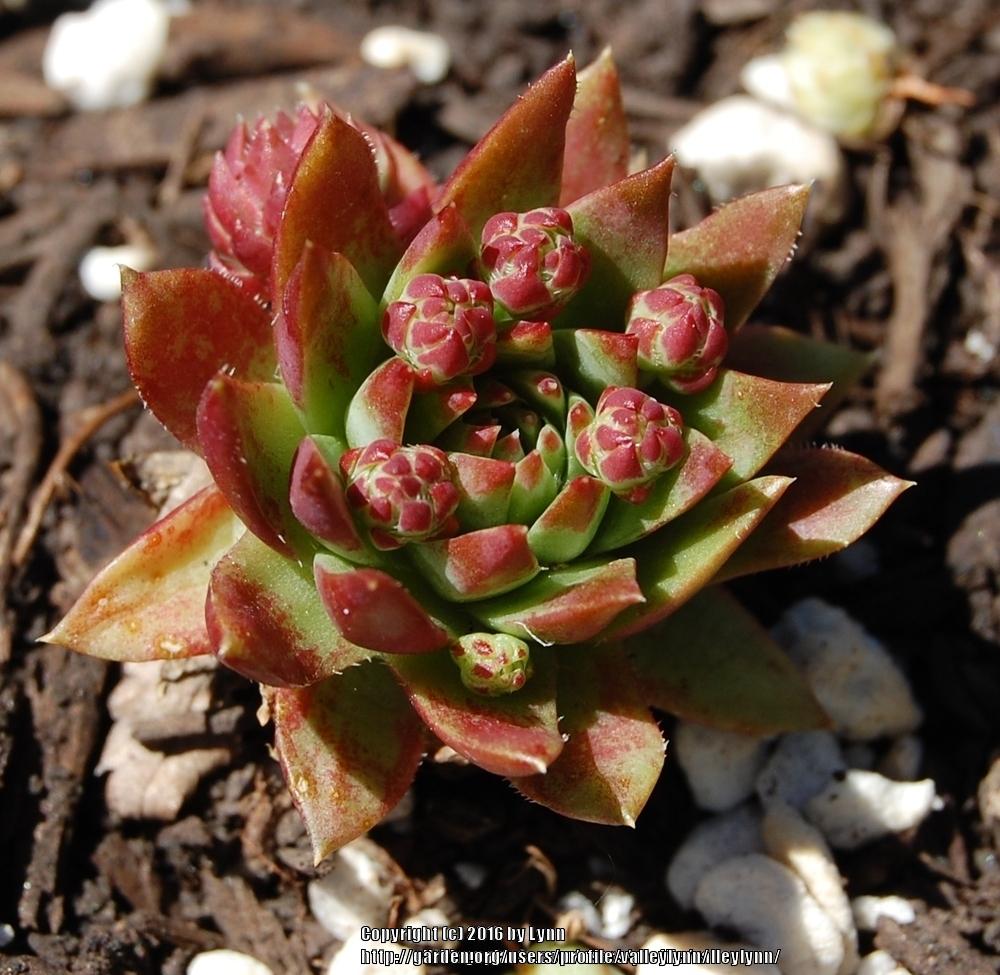 Photo of Rollers (Sempervivum globiferum subsp. hirtum 'from Wintergraben, Austria') uploaded by valleylynn