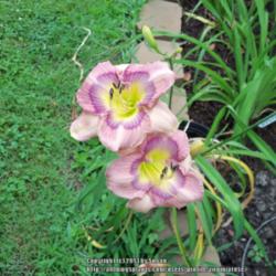 Location: My garden in Southeast Virginia, Zone 8
Date: 2013-06-22
BLOOM