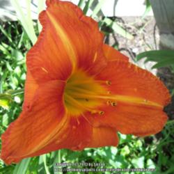 Location: My garden in Southeast Virginia, Zone 8
Date: 2013-06-22
Huge flower. BLOOM