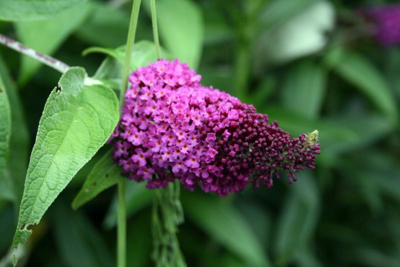 Photo of Butterfly Bush (Buddleja 'Attraction') uploaded by Calif_Sue