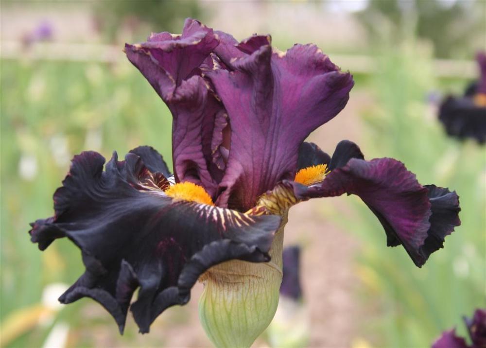 Photo of Tall Bearded Iris (Iris 'Buccaneer's Prize') uploaded by KentPfeiffer