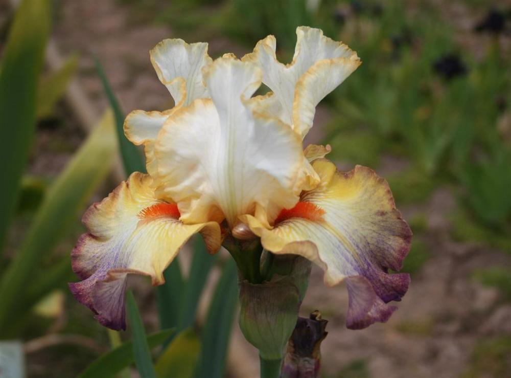 Photo of Tall Bearded Iris (Iris 'Expect Wonders') uploaded by KentPfeiffer