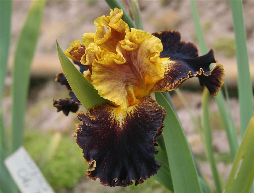 Photo of Border Bearded Iris (Iris 'Boy Genius') uploaded by KentPfeiffer