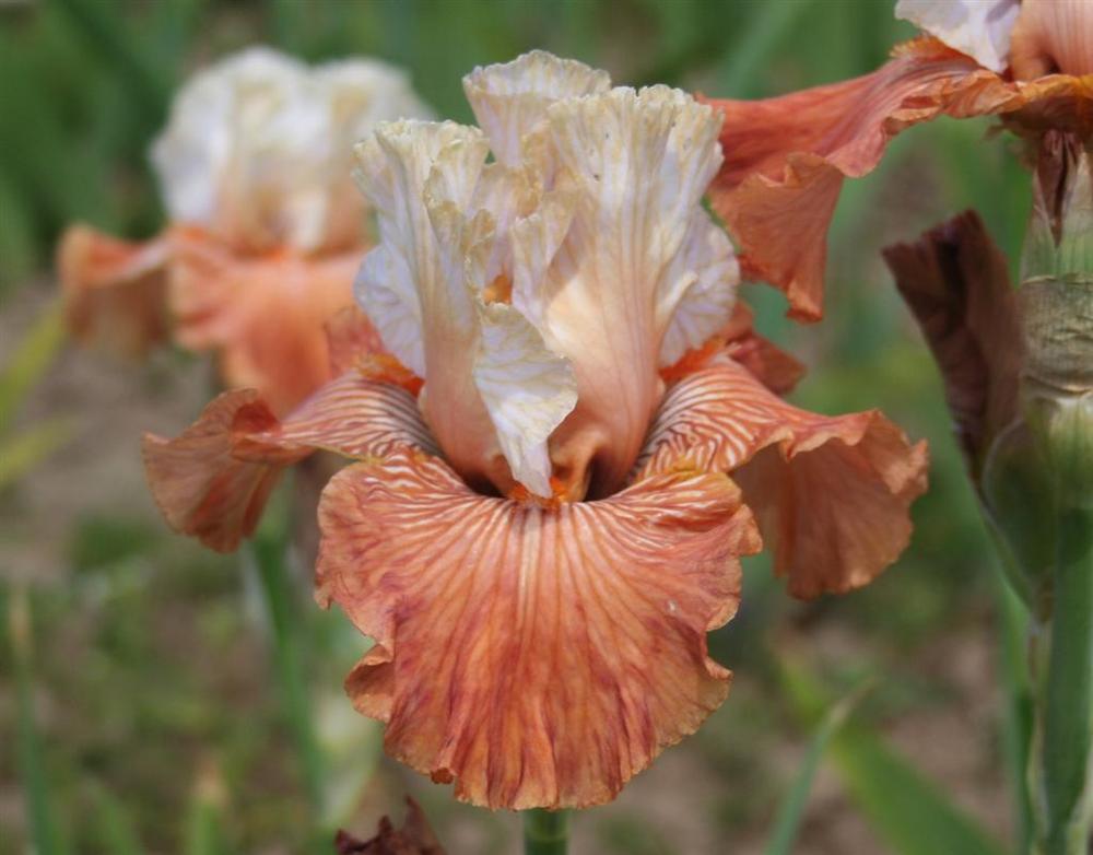 Photo of Tall Bearded Iris (Iris 'Mandarin Morning') uploaded by KentPfeiffer