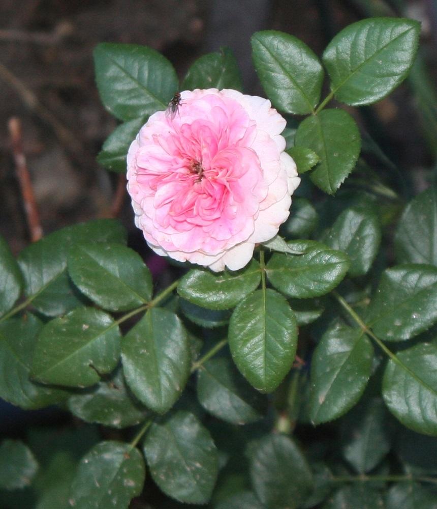 Photo of Rose (Rosa 'Leonardo da Vinci') uploaded by Skiekitty